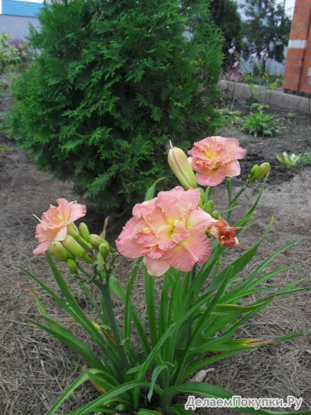 Лилейник гибридный "Лэйси Дойли"