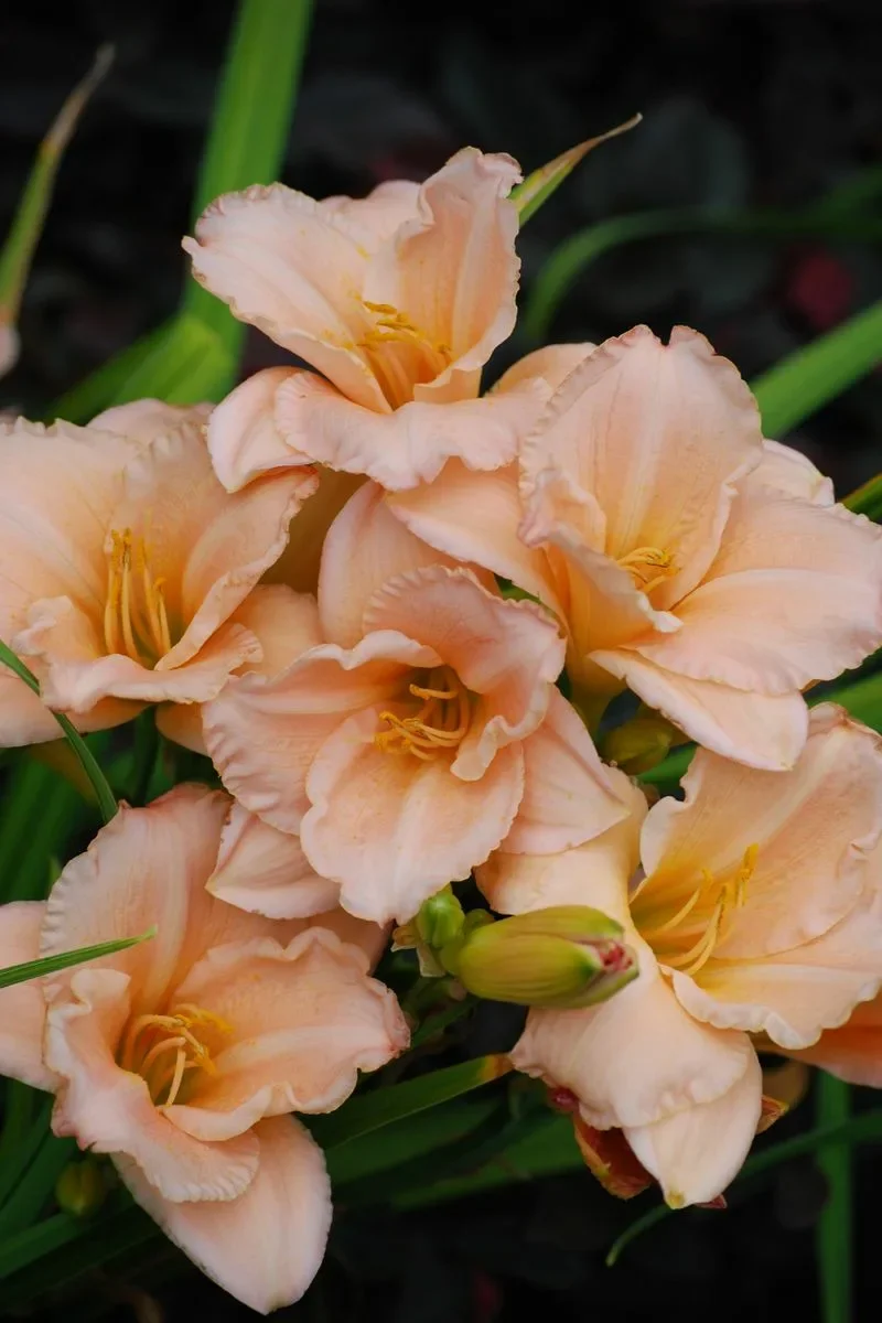 Лилейник гибридный "Он энд Он"