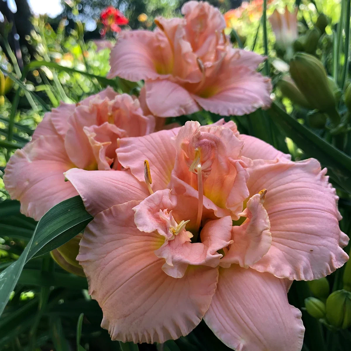 Лилейник гибридный 'Силоам Дабл Классик' - 3 изображение