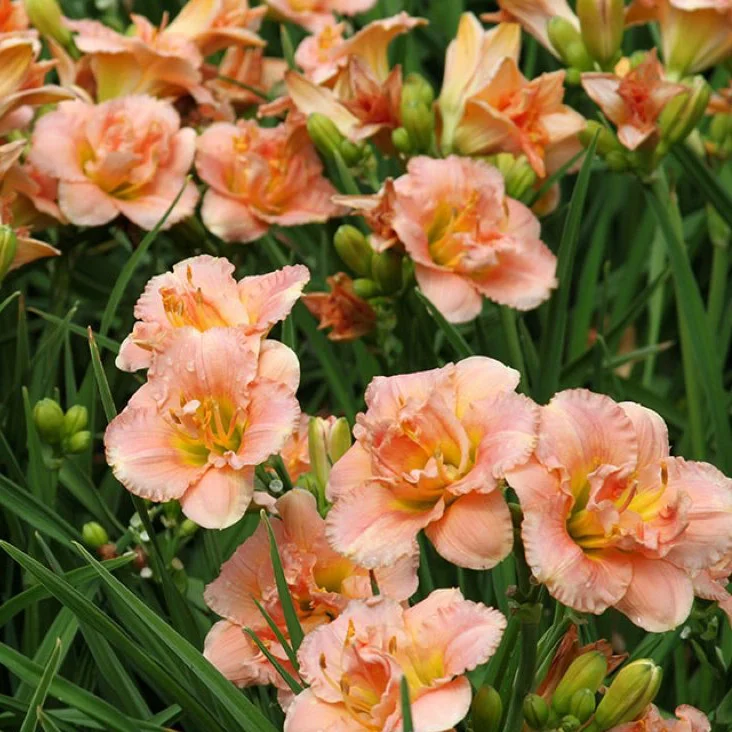 Лилейник гибридный 'Силоам Дабл Классик' - 2 изображение