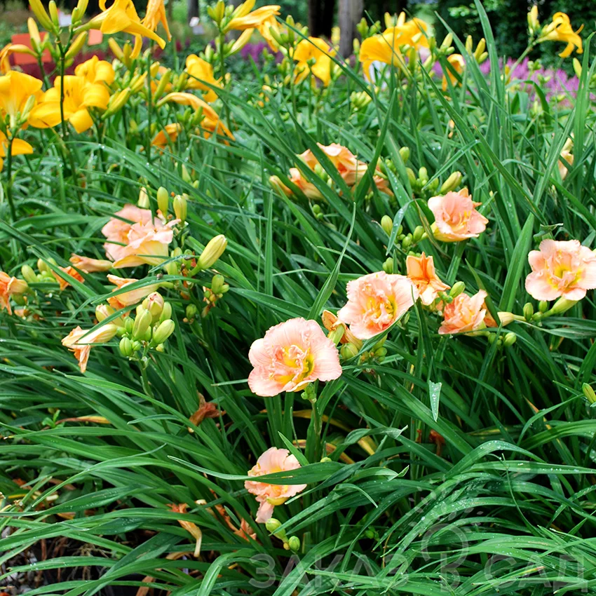 Лилейник гибридный 'Силоам Дабл Классик'