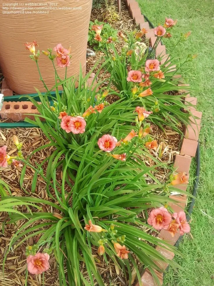 Лилейник гибридный Софт Сикрет