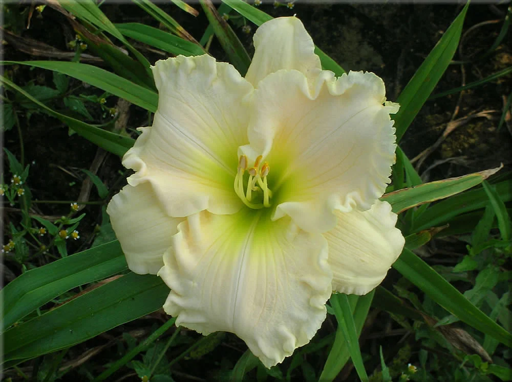 Лилейник гибридный "Спейскоуст Сноу Энжел" - 2 изображение