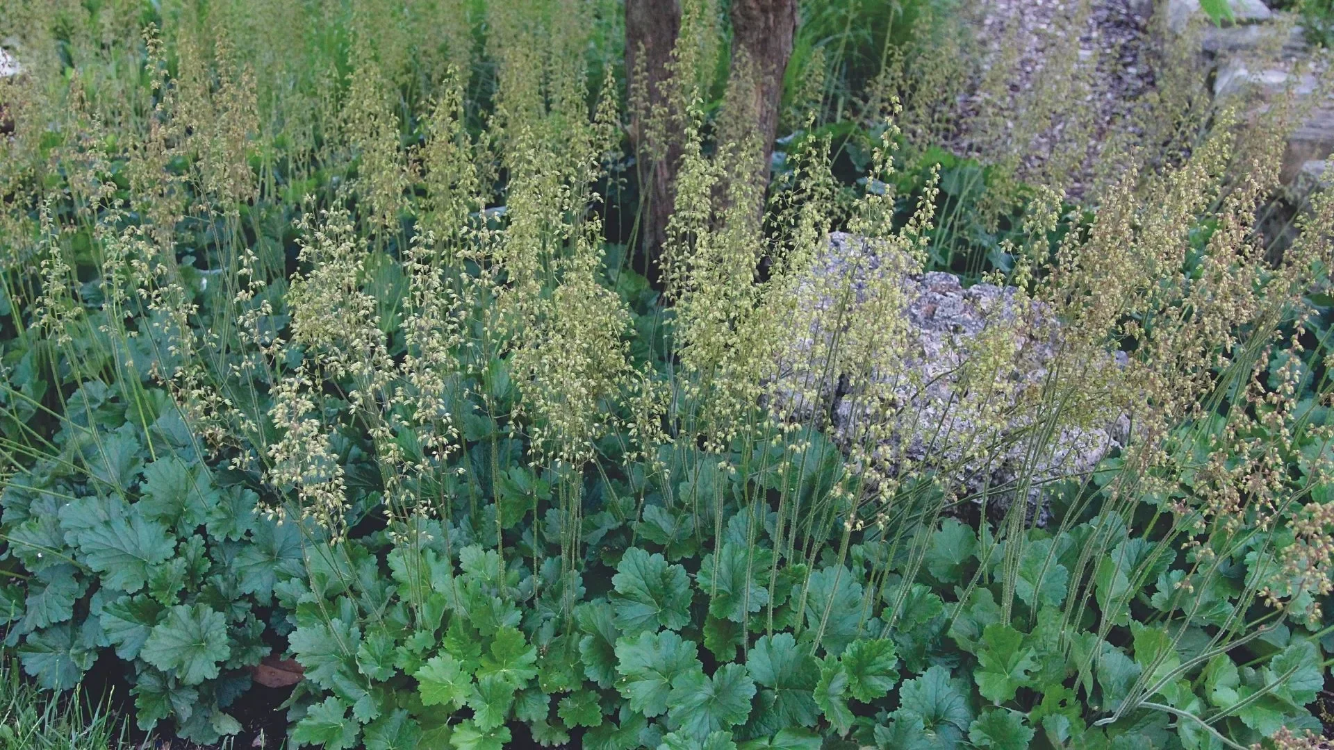 Гейхера цилиндрическая Грин Финч - 2 изображение