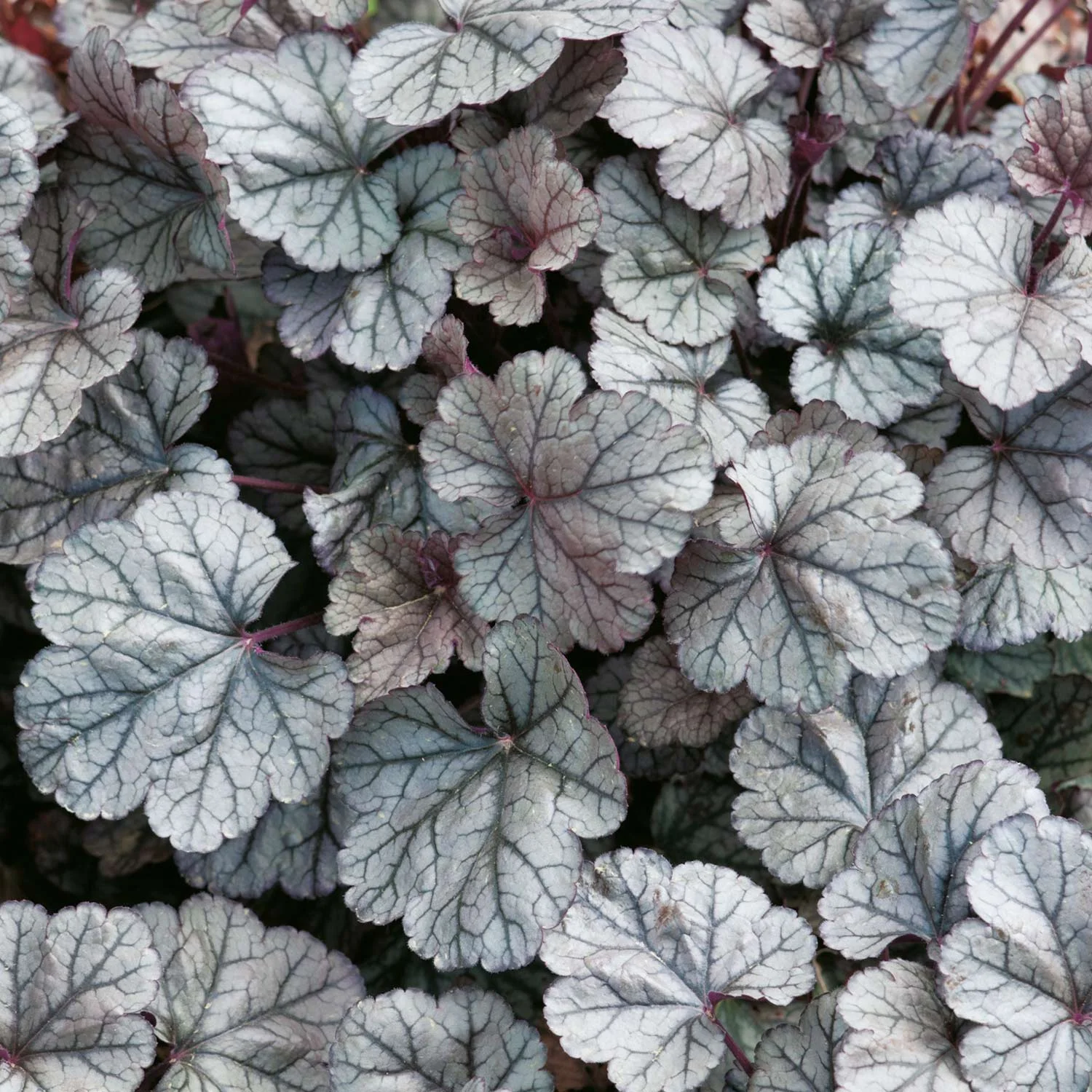 Гейхера гибридная Сильвер Индиана - 3 изображение