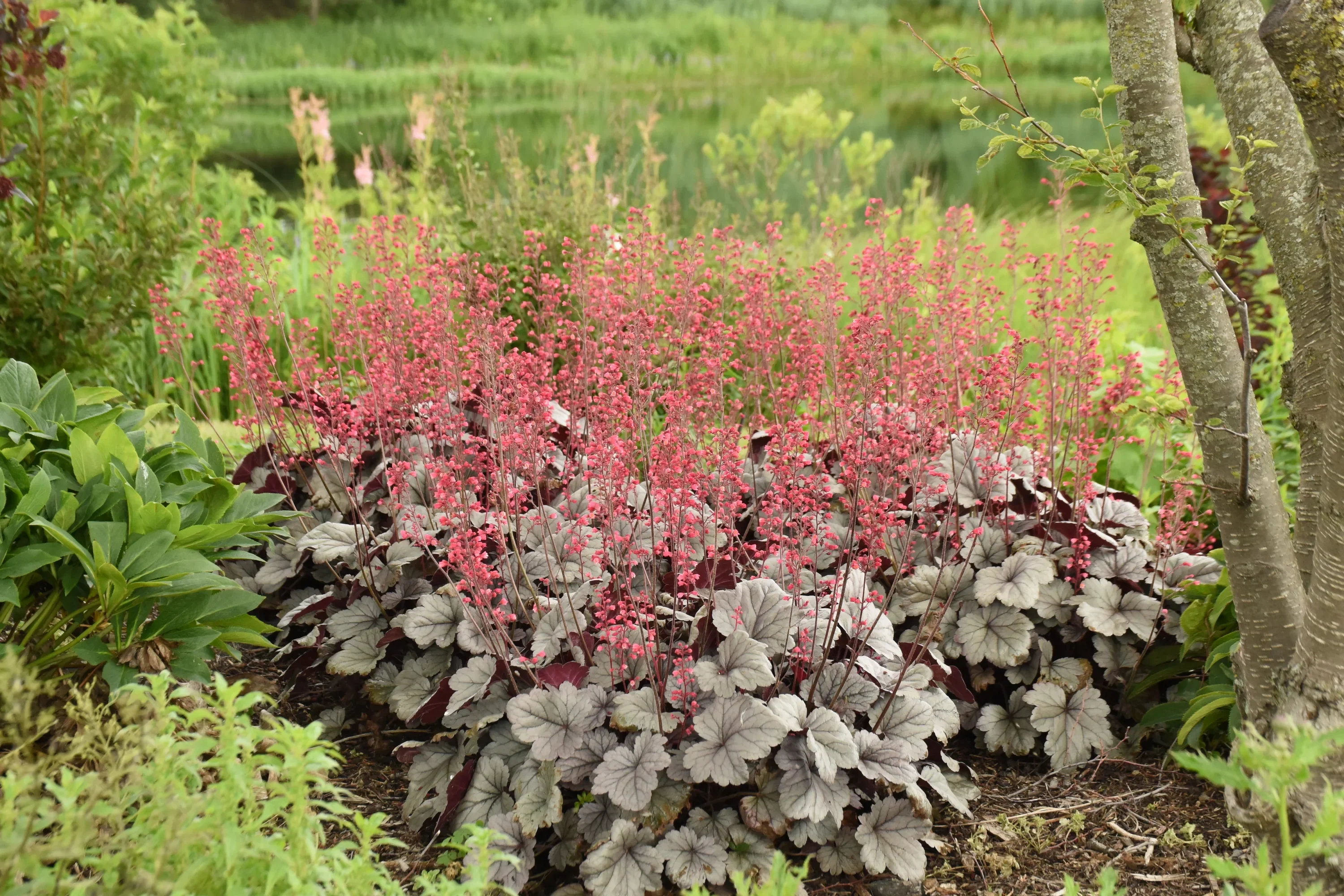 Гейхера гибридная Сильвер Индиана - 2 изображение