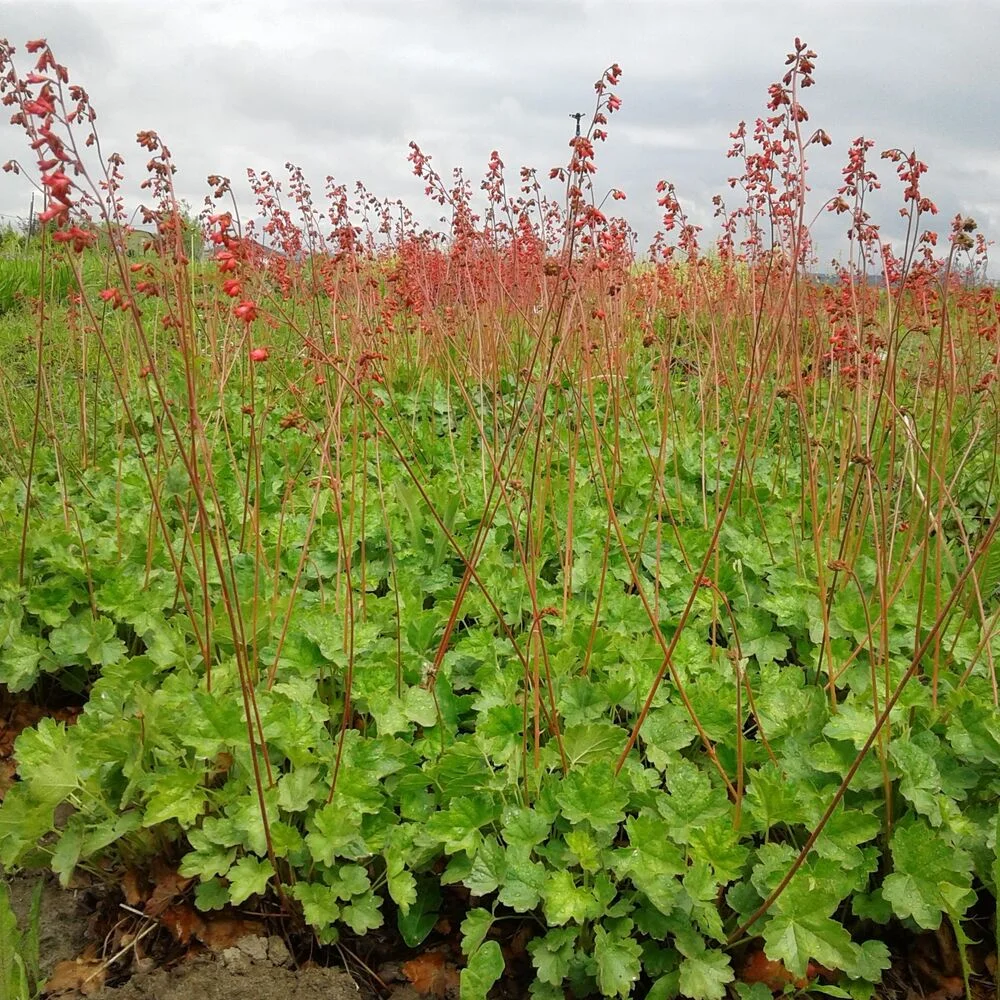 Гейхера кроваво-красная "Ред Спанглз" - 2 изображение