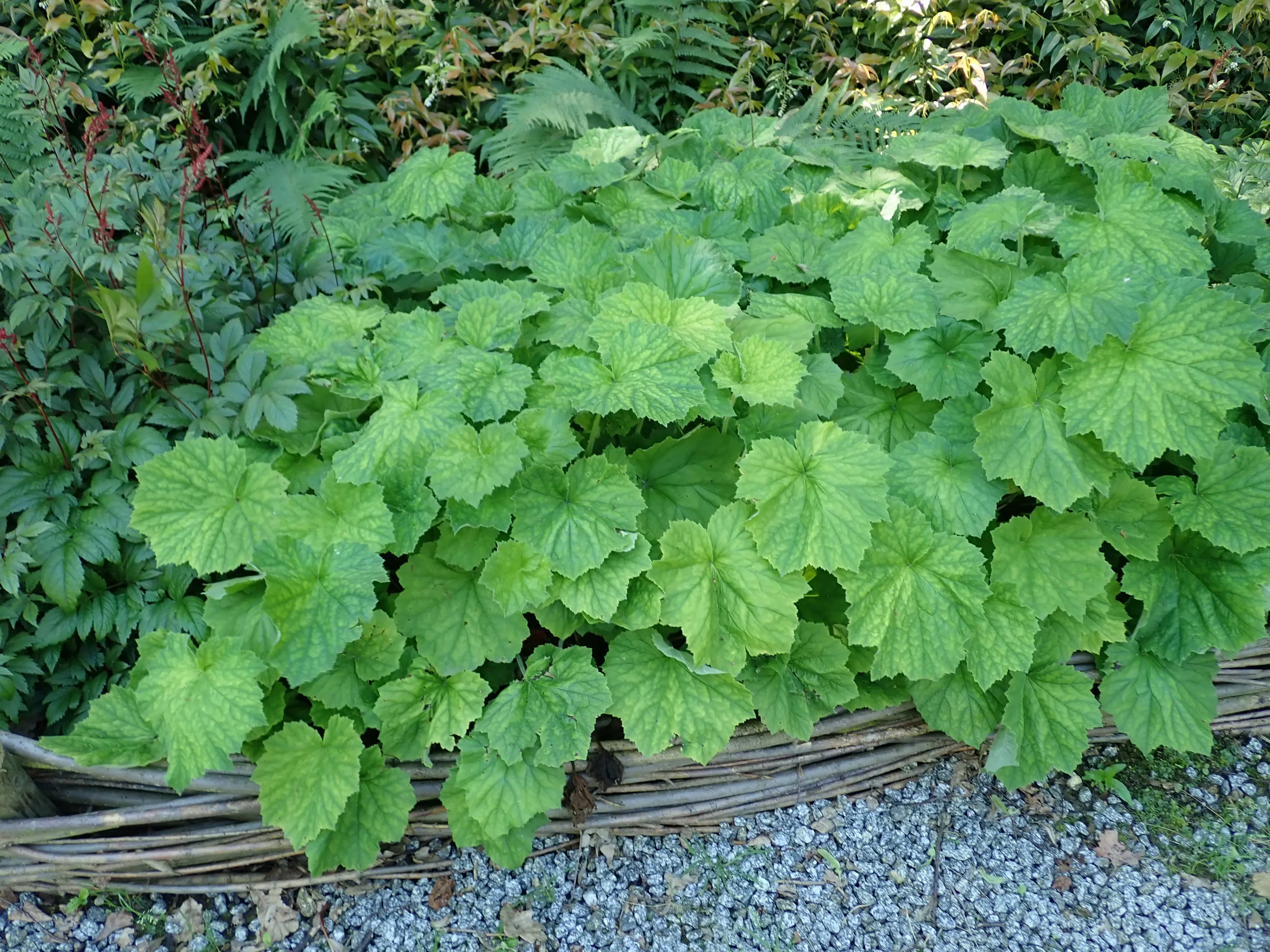 Гейхера мохнатая - 2 изображение