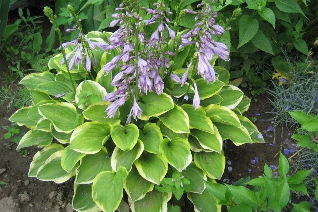 Хоста головчатая 'Голден Тиара' - 3 изображение