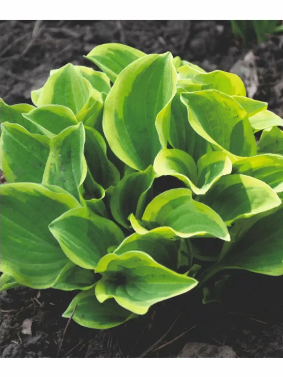 Хоста головчатая 'Голден Тиара' - 2 изображение