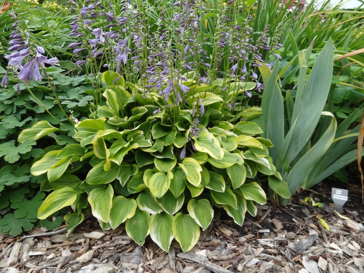 Хоста головчатая 'Голден Тиара'