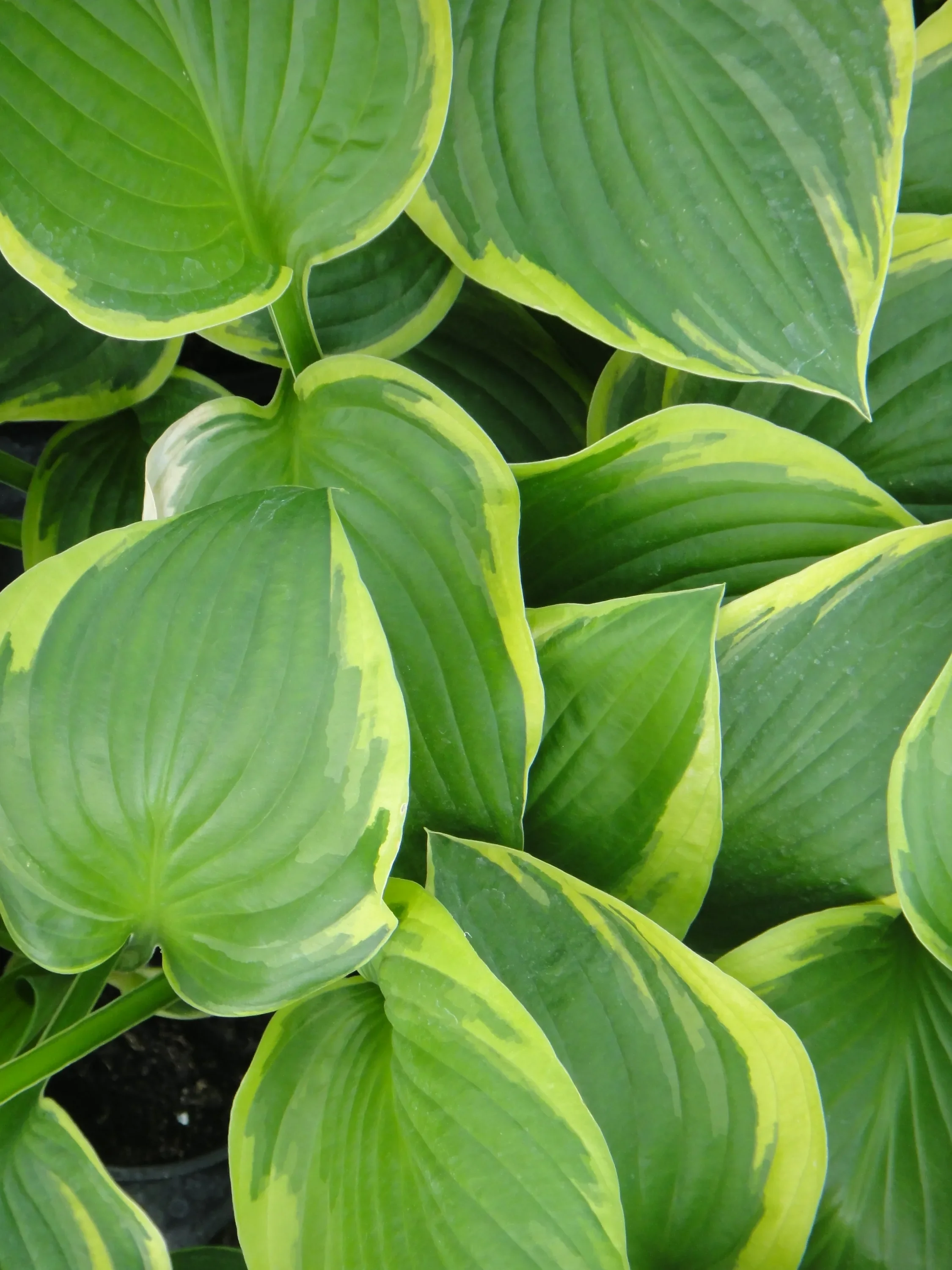 Хоста Форчуна "Ауреа Маргината"