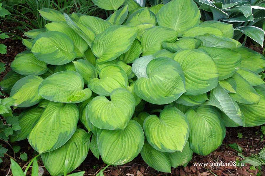 Хоста Форчуна Голд Стандарт - 3 изображение