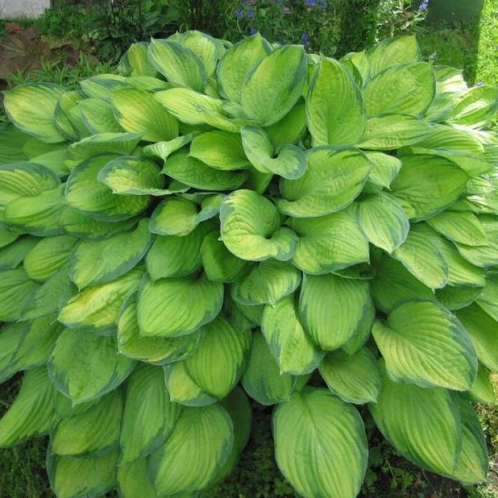 Хоста Форчуна Голд Стандарт