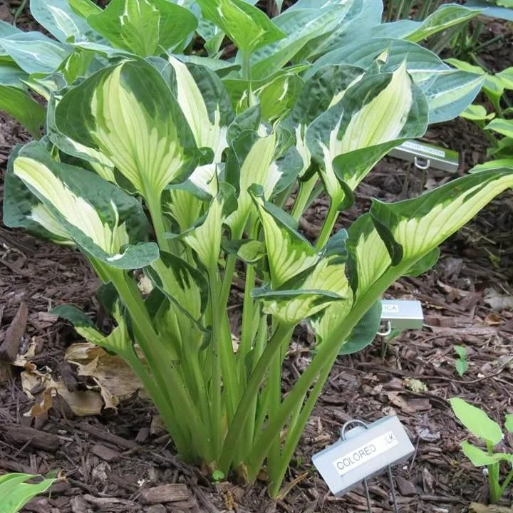 Хоста гибридная "Колоред Халк" - 2 изображение