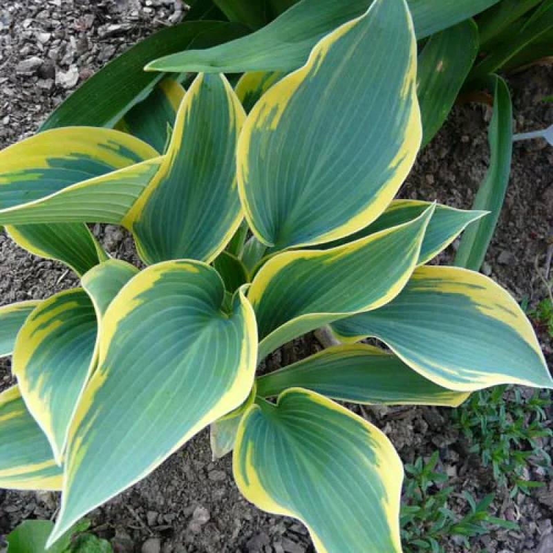 Хоста гибридная '"Ферст Фрост" - 3 изображение