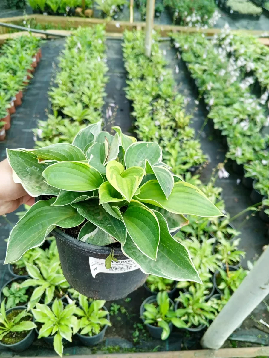 Хоста гибридная Патфиндер - 3 изображение