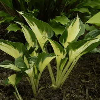 Хоста гибридная Патфиндер