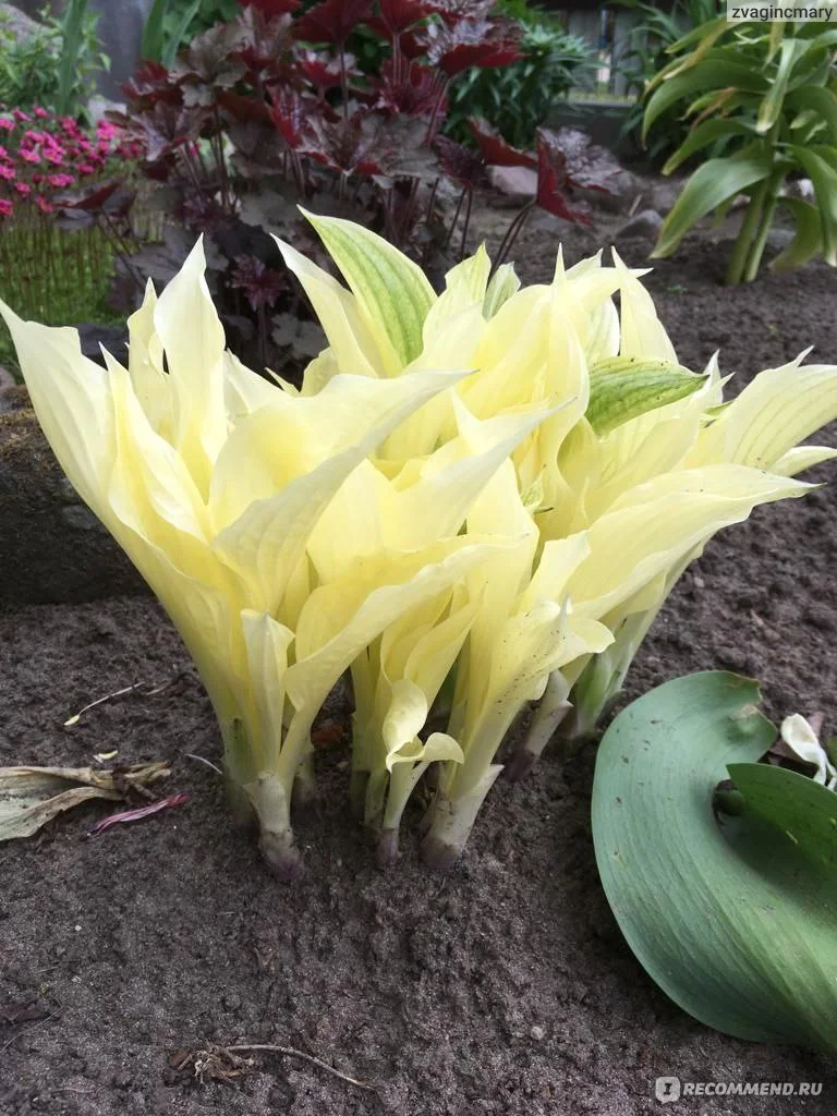 Хоста гибридная 'Уайт Фазер' - 2 изображение