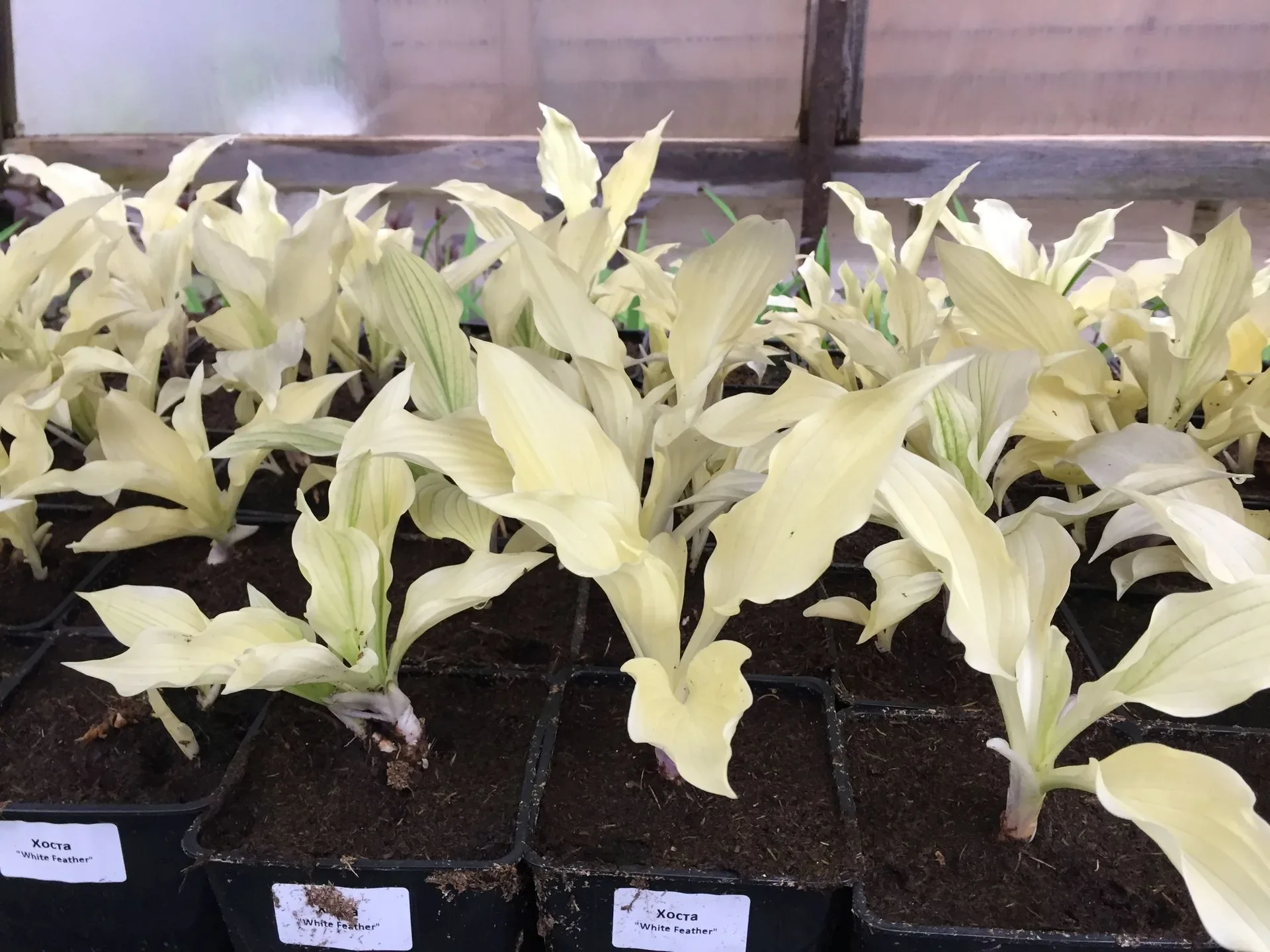 Хоста гибридная 'Уайт Фазер'