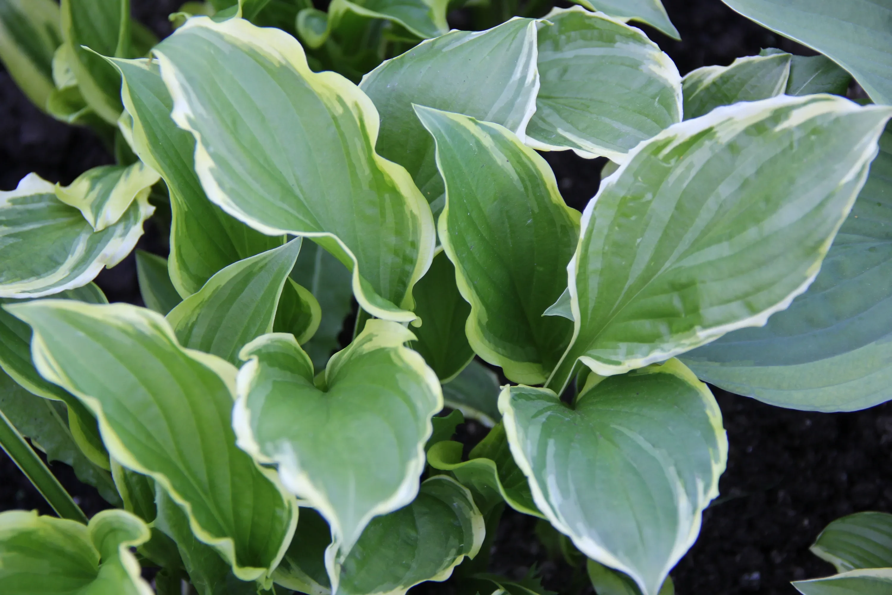 Хоста гибридная Антиох - 3 изображение