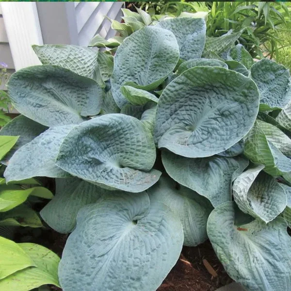 Хоста гибридная "Биг Дэдди" - 2 изображение