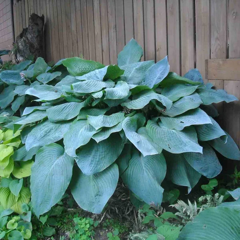 Хоста гибридная "Биг Дэдди"