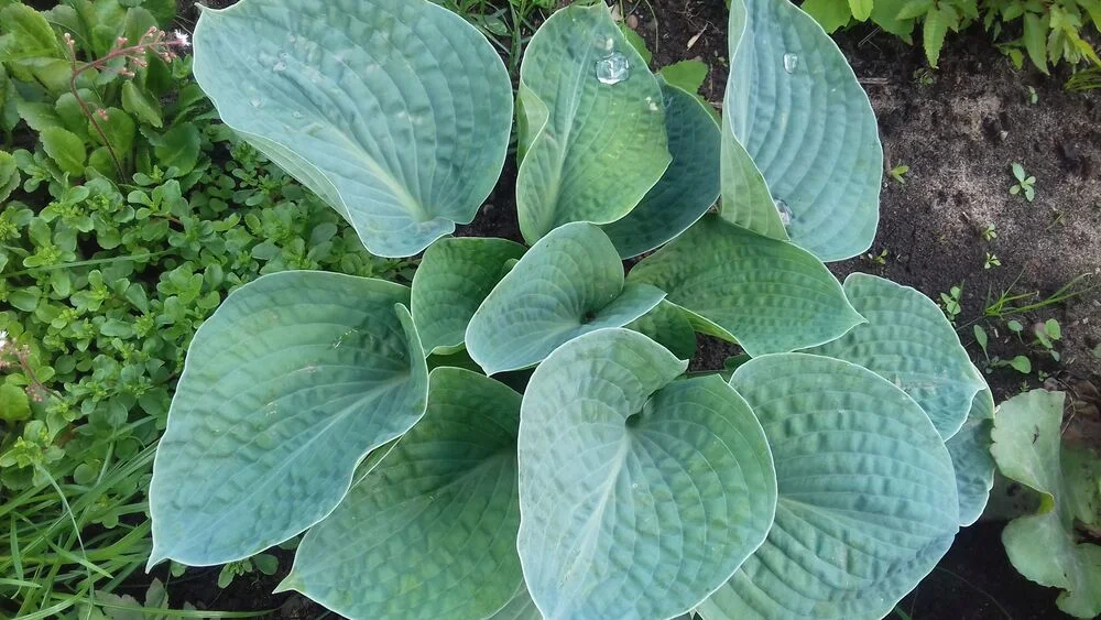 Хоста гибридная "Биг Дэдди" - 3 изображение