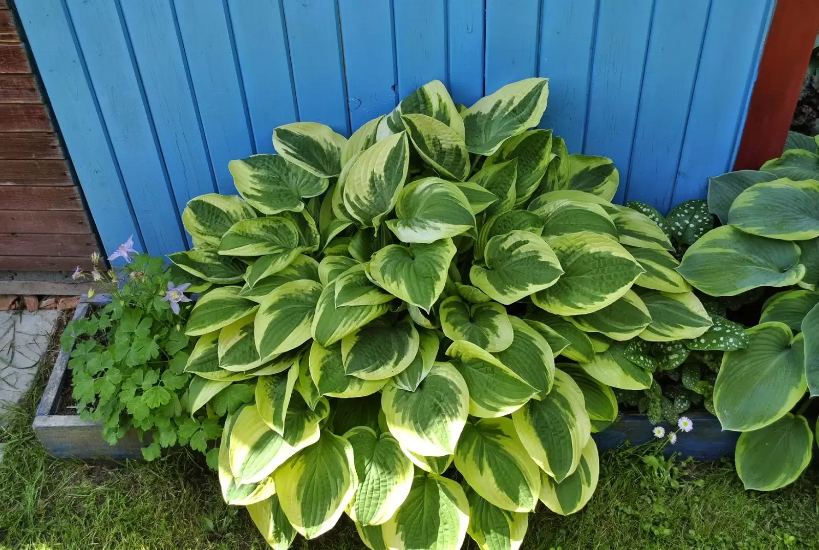 Хоста гибридная Вайд Брим - 4 изображение