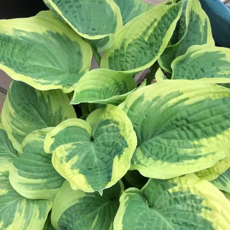 Хоста гибридная Вайд Брим - 3 изображение