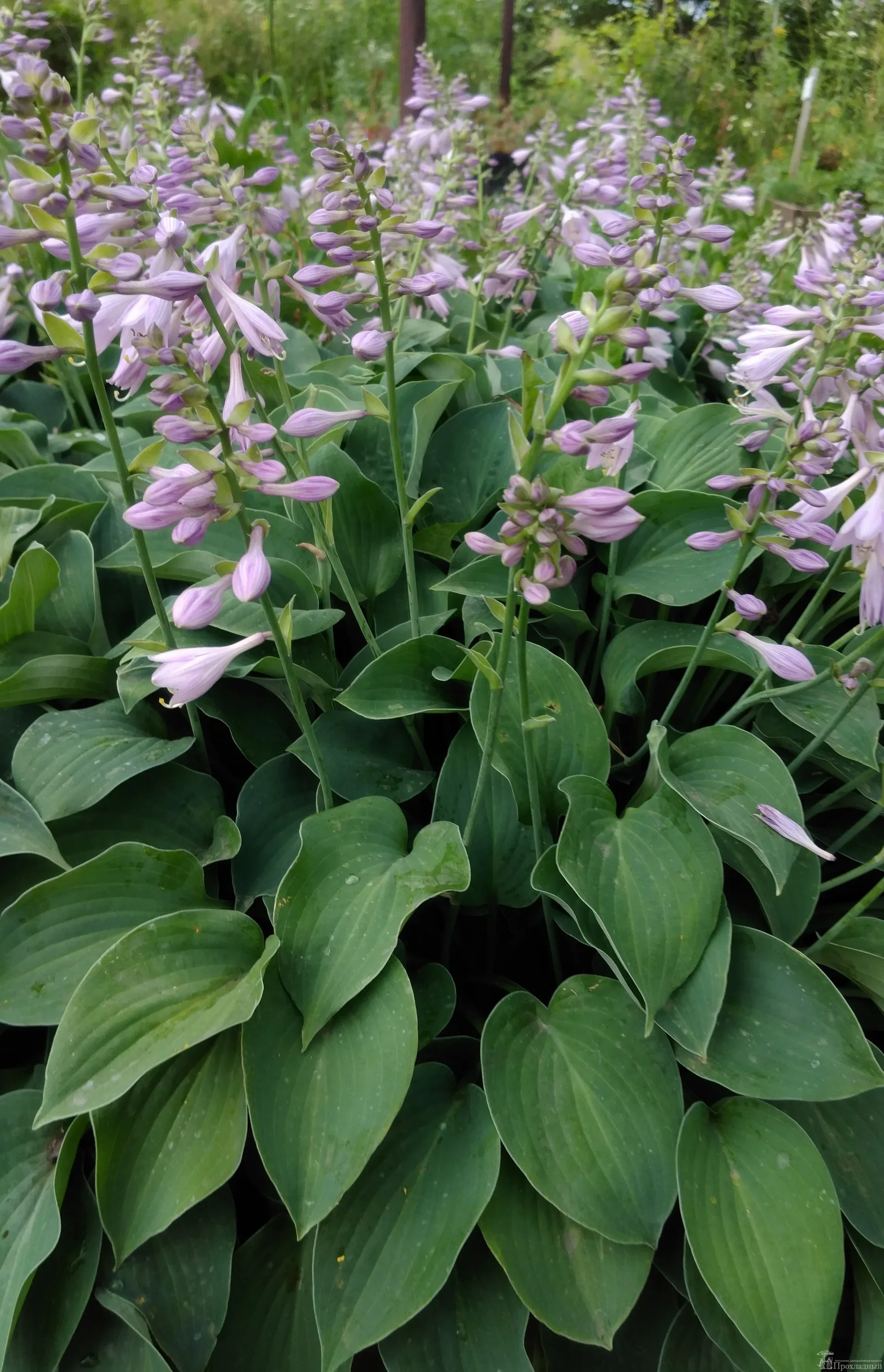 Хоста гибридная Пасифик блю Эдж