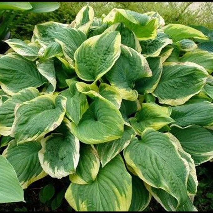 Хоста гибридная 'Квин Жозефин' - 3 изображение