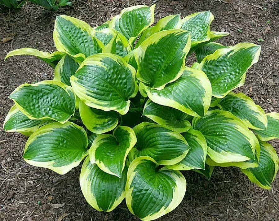 Хоста гибридная 'Квин Жозефин' - 2 изображение