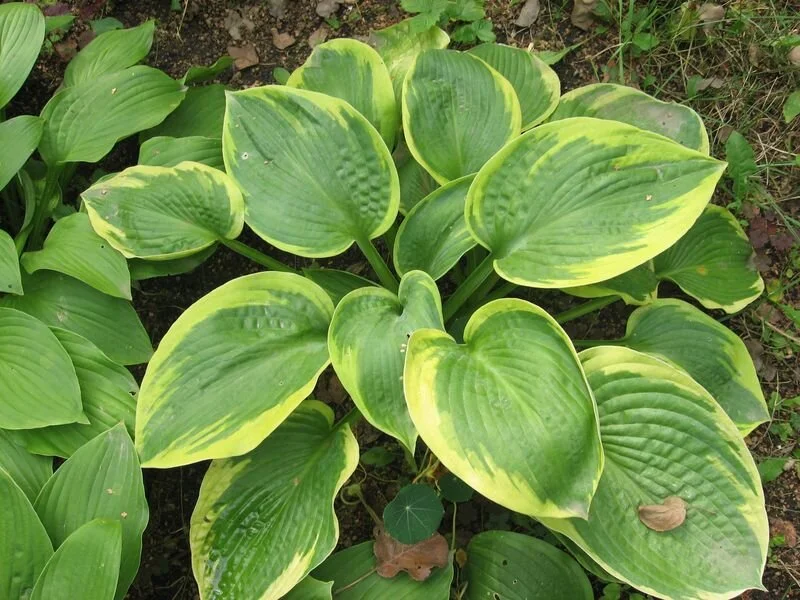 Хоста гибридная 'Квин Жозефин'