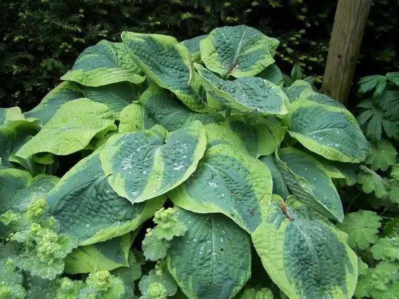 Хоста Зибольда "Френсис Вильямс" - 3 изображение