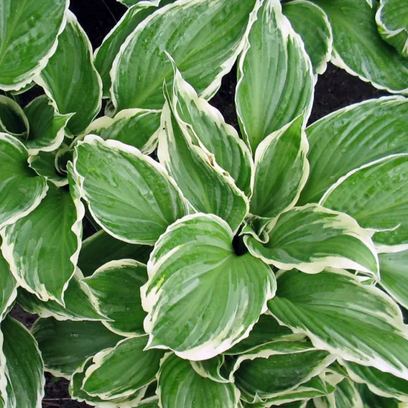 Хоста гибридная "Ундулата Албомаргината" - 4 изображение