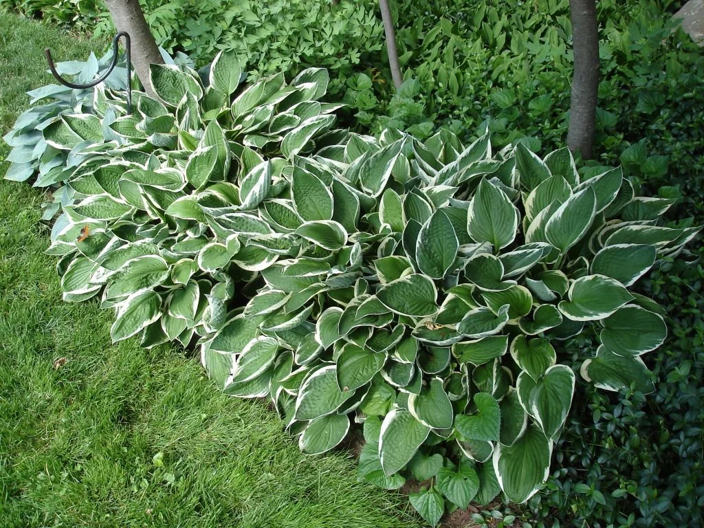 Хоста гибридная "Ундулата Албомаргината"