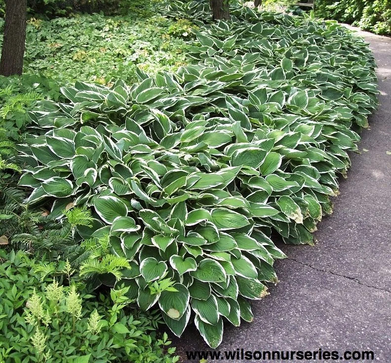 Хоста гибридная "Ундулата Албомаргината" - 3 изображение