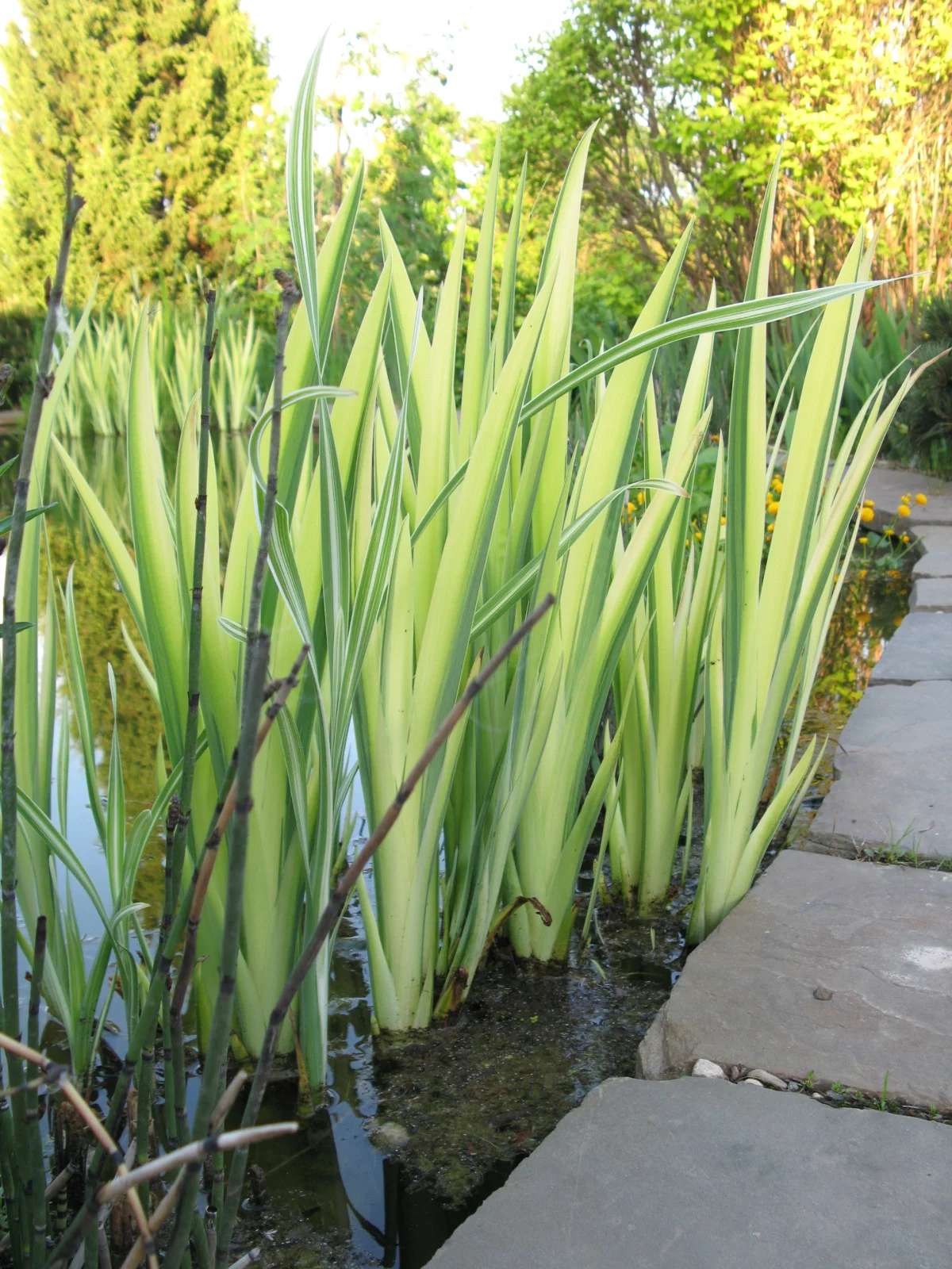 Ирис ложноаировидный (болотный) "Вариегата" - 2 изображение