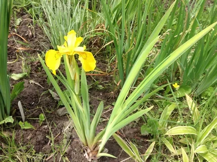 Ирис ложноаировидный (болотный) "Вариегата"