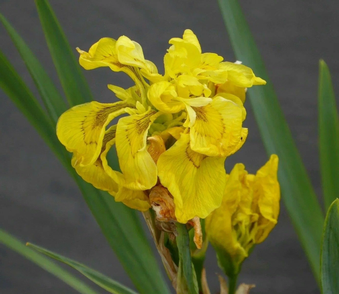 Ирис ложноаировидный (болотный) - 2 изображение