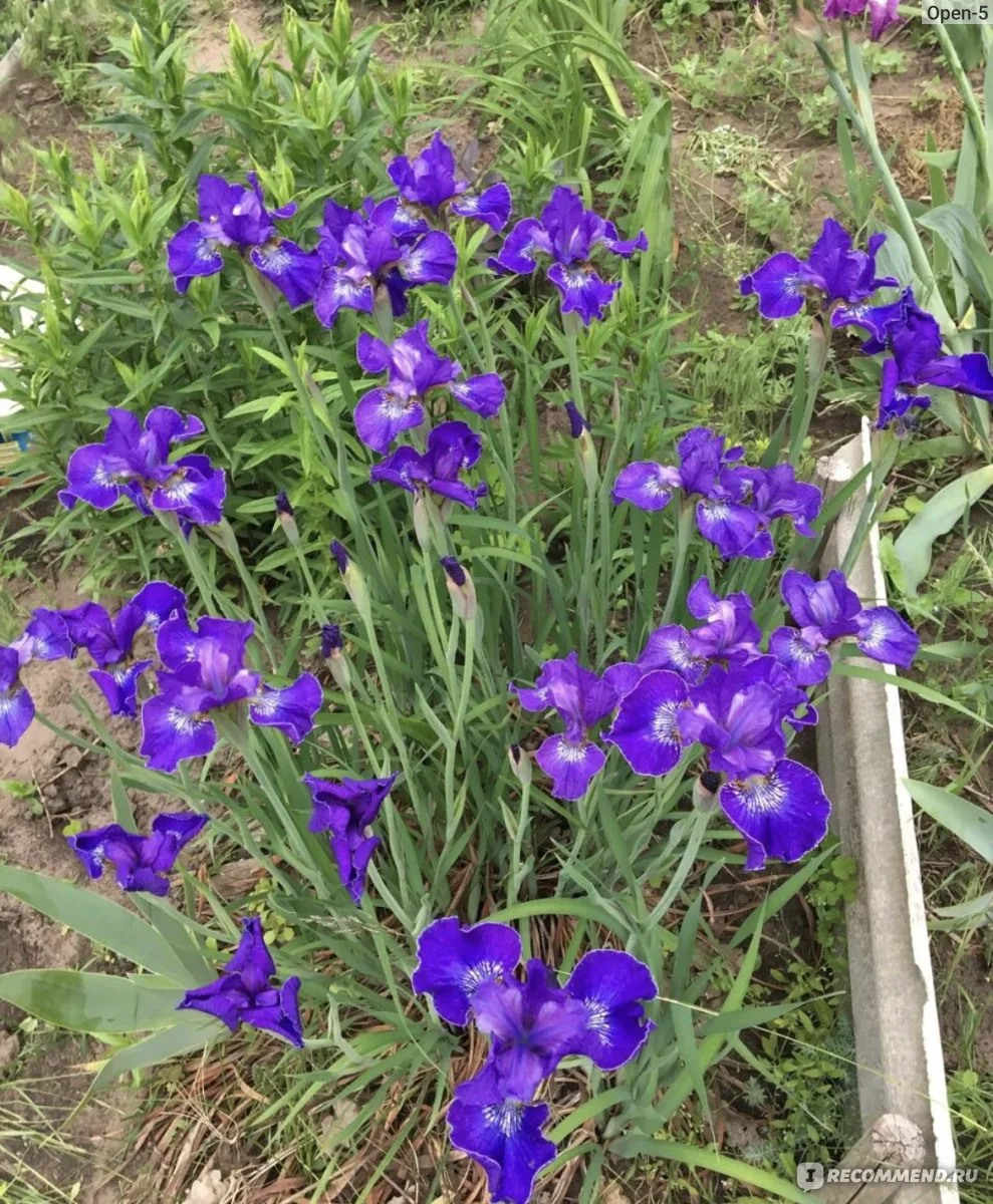 Ирис сибирский - 3 изображение