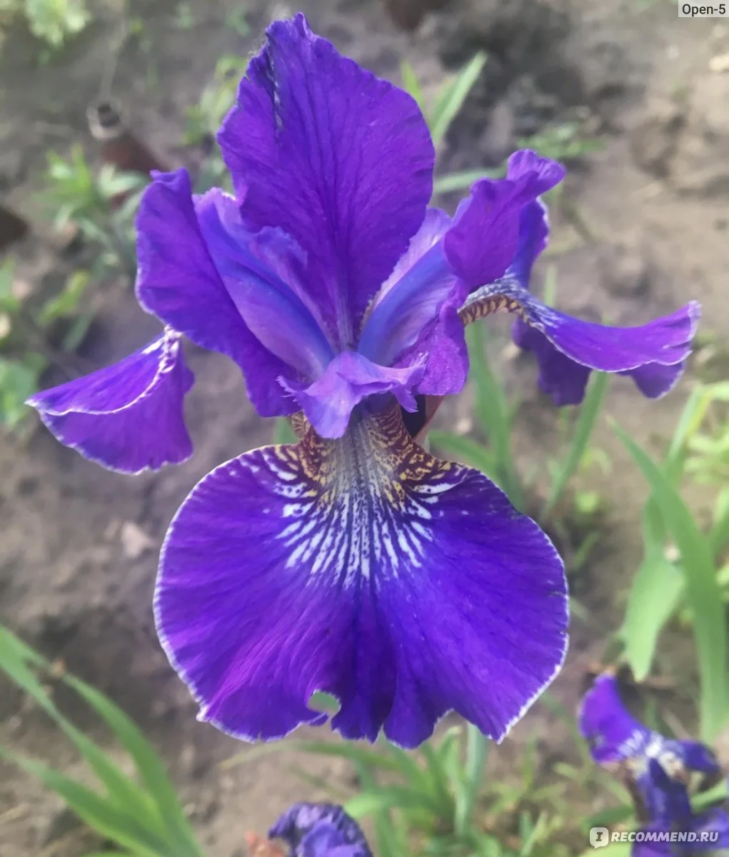 Ирис сибирский