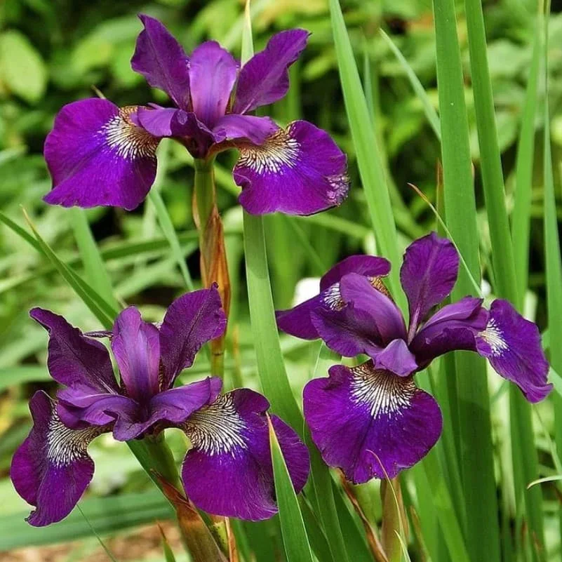 Ирис сибирский ХАББАРД - 3 изображение