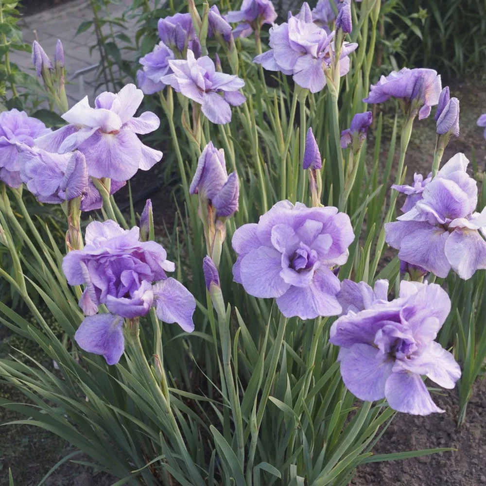 Ирис сибирский Империал Опал - 3 изображение