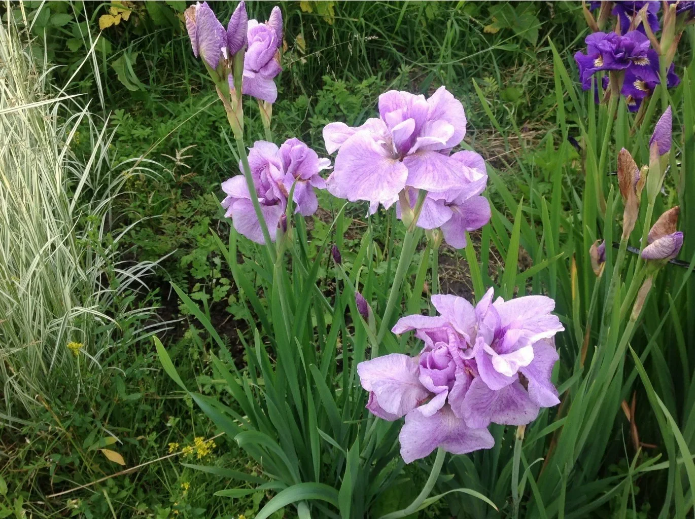 Ирис сибирский Империал Опал