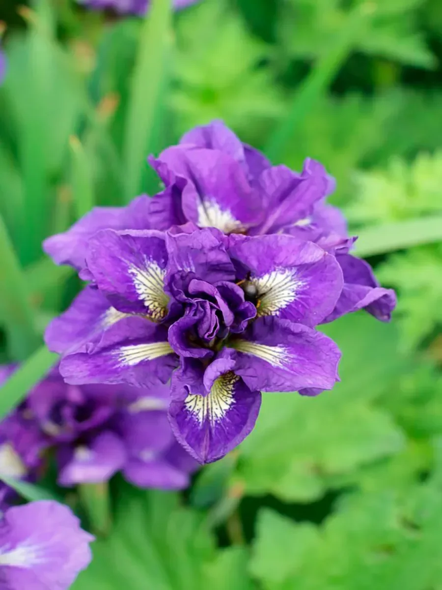 Ирис сибирский Каблуи - 3 изображение