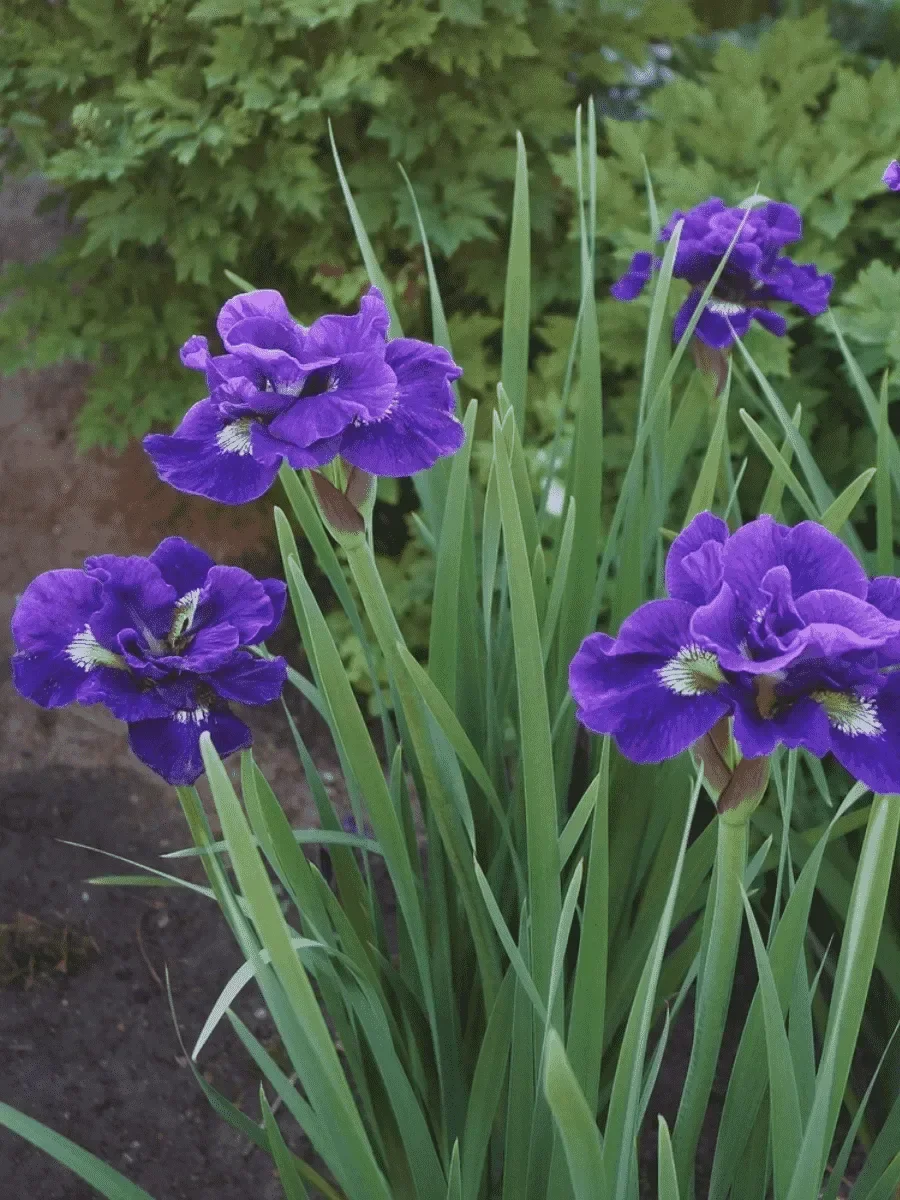 Ирис сибирский Каблуи - 2 изображение