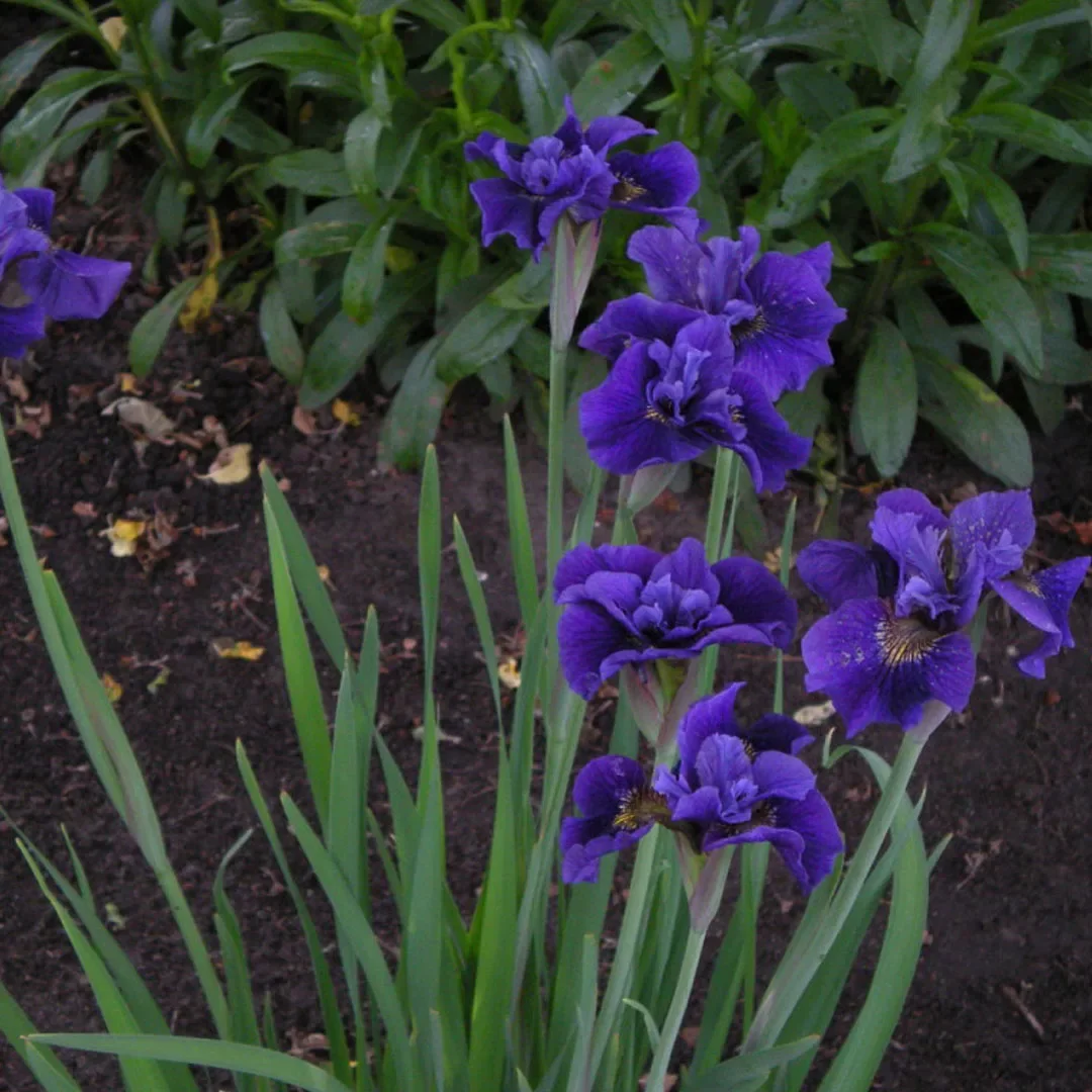 Ирис сибирский Каблуи