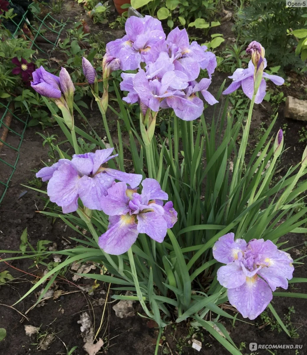 Ирис сибирский Кита-Но-Сейза - 3 изображение